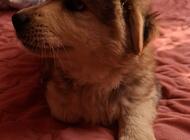 Grajewo ogłoszenia: Mam na oddanie suczkę 8 tygodniową. Suczka nie będzie duża po... - zdjęcie